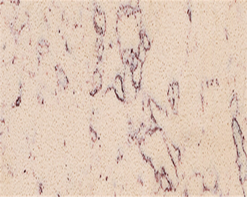 YF6034 Tropical Beige 热带雨林